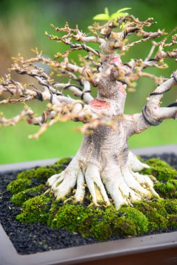 Ayrıntılı olarak Bonsai Ağacı ve kapatın