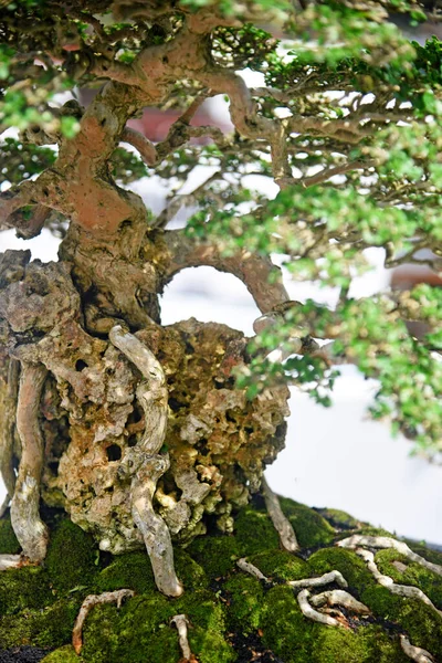 Ayrıntılı olarak Bonsai Ağacı ve kapatın