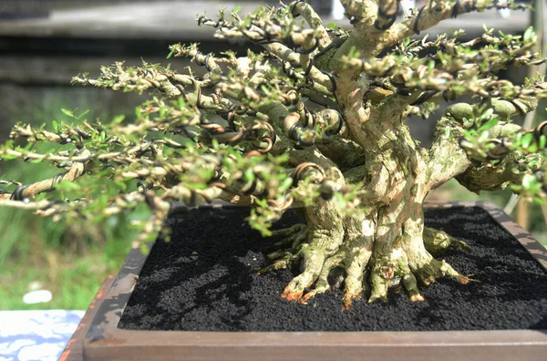Ayrıntılı olarak Bonsai Ağacı ve kapatın