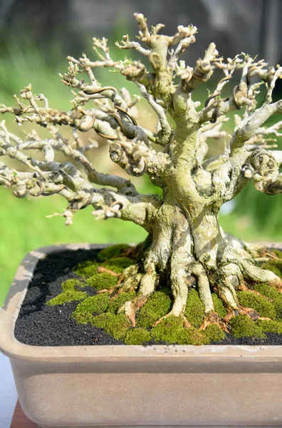 Ayrıntılı olarak Bonsai Ağacı ve kapatın