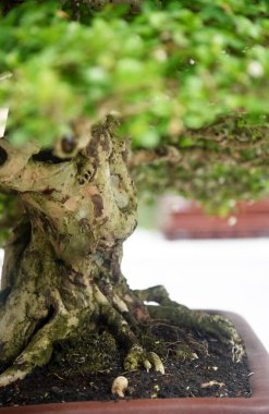 Ayrıntılı olarak Bonsai Ağacı ve kapatın