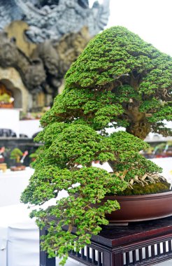 Ayrıntılı olarak Bonsai Ağacı ve kapatın