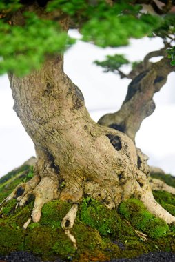 Ayrıntılı olarak Bonsai Ağacı ve kapatın