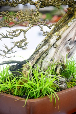 Ayrıntılı olarak Bonsai Ağacı ve kapatın