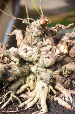 Ayrıntılı olarak Bonsai Ağacı ve kapatın