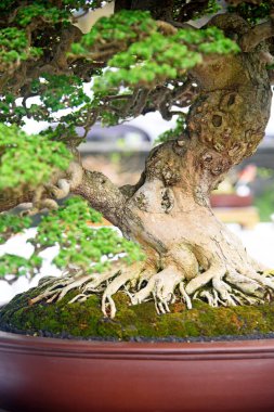 Ayrıntılı olarak Bonsai Ağacı ve kapatın