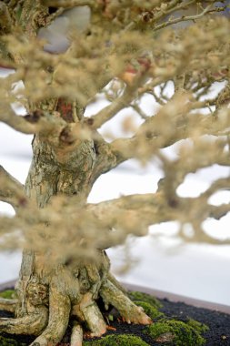 Ayrıntılı olarak Bonsai Ağacı ve kapatın