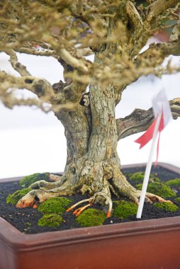 Ayrıntılı olarak Bonsai Ağacı ve kapatın