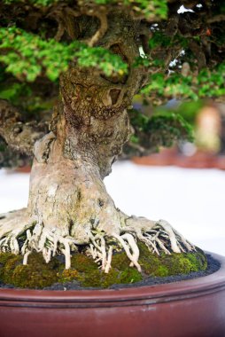 Ayrıntılı olarak Bonsai Ağacı ve kapatın