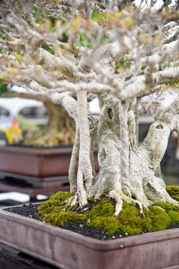 Ayrıntılı olarak Bonsai Ağacı ve kapatın