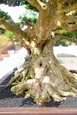 Ayrıntılı olarak Bonsai Ağacı ve kapatın