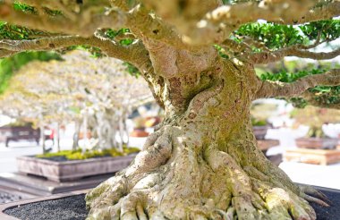 Ayrıntılı olarak Bonsai Ağacı ve kapatın