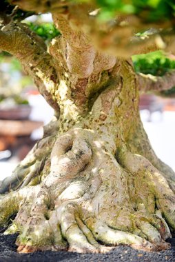 Ayrıntılı olarak Bonsai Ağacı ve kapatın