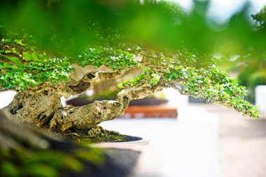 Ayrıntılı olarak Bonsai Ağacı ve kapatın