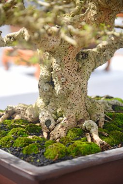 Ayrıntılı olarak Bonsai Ağacı ve kapatın
