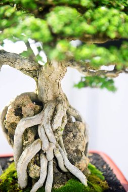 Ayrıntılı olarak Bonsai Ağacı ve kapatın