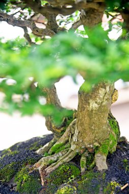 Ayrıntılı olarak Bonsai Ağacı ve kapatın