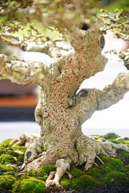 Ayrıntılı olarak Bonsai Ağacı ve kapatın