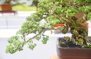 Ayrıntılı olarak Bonsai Ağacı ve kapatın