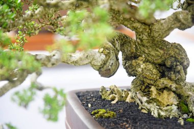 Ayrıntılı olarak Bonsai Ağacı ve kapatın