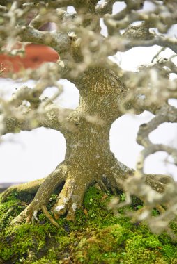 Ayrıntılı olarak Bonsai Ağacı ve kapatın