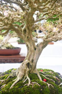 Ayrıntılı olarak Bonsai Ağacı ve kapatın