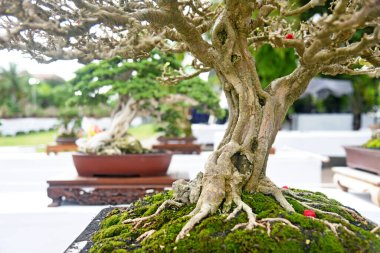 Ayrıntılı olarak Bonsai Ağacı ve kapatın
