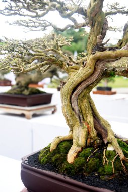Ayrıntılı olarak Bonsai Ağacı ve kapatın