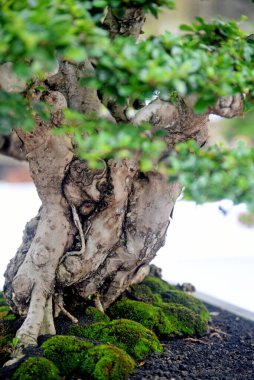 Ayrıntılı olarak Bonsai Ağacı ve kapatın