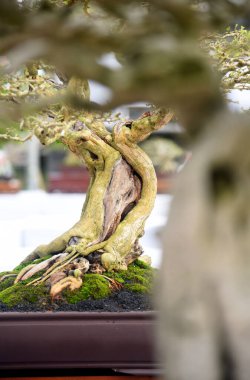 Ayrıntılı olarak Bonsai Ağacı ve kapatın
