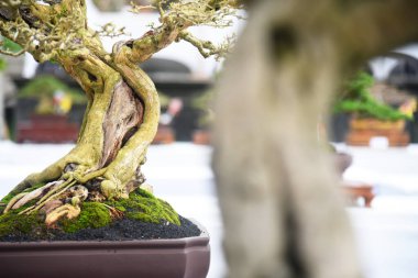 Ayrıntılı olarak Bonsai Ağacı ve kapatın