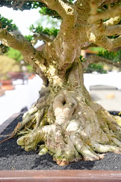 Ayrıntılı olarak Bonsai Ağacı ve kapatın