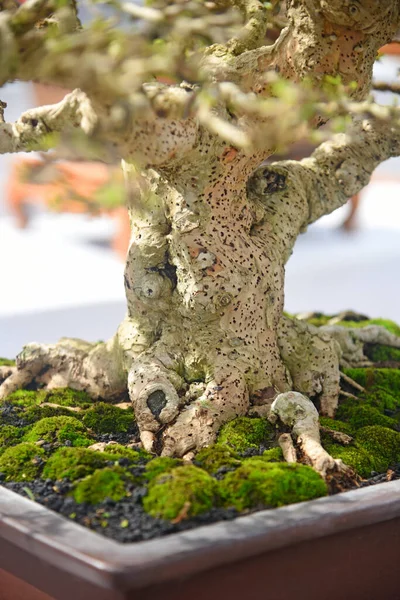Ayrıntılı olarak Bonsai Ağacı ve kapatın
