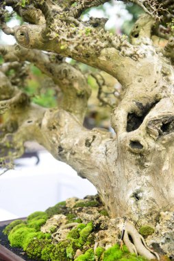 Ayrıntılı olarak Bonsai Ağacı ve kapatın