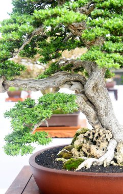 Ayrıntılı olarak Bonsai Ağacı ve kapatın