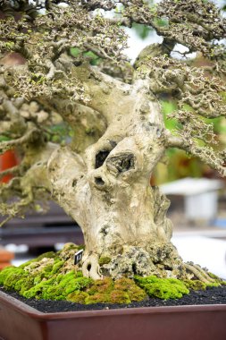 Ayrıntılı olarak Bonsai Ağacı ve kapatın