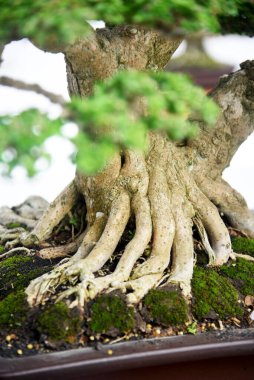Ayrıntılı olarak Bonsai Ağacı ve kapatın