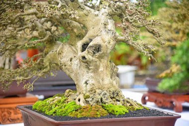 Ayrıntılı olarak Bonsai Ağacı ve kapatın