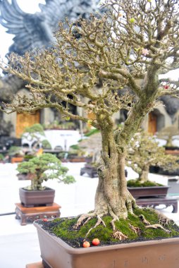 Ayrıntılı olarak Bonsai Ağacı ve kapatın
