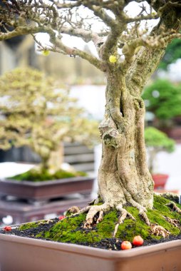 Ayrıntılı olarak Bonsai Ağacı ve kapatın