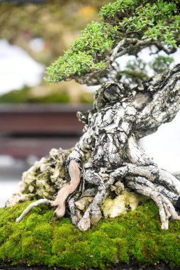 Ayrıntılı olarak Bonsai Ağacı ve kapatın