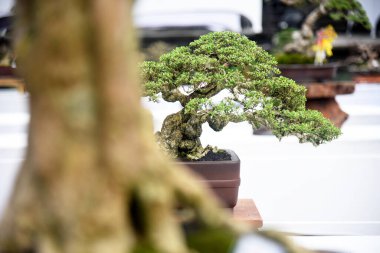 Ayrıntılı olarak Bonsai Ağacı ve kapatın