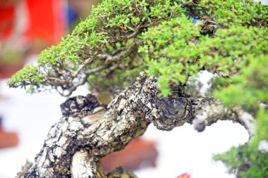 Ayrıntılı olarak Bonsai Ağacı ve kapatın