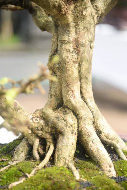 Ayrıntılı olarak Bonsai Ağacı ve kapatın