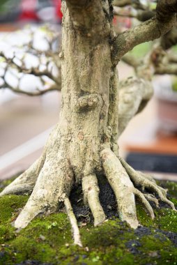 Ayrıntılı olarak Bonsai Ağacı ve kapatın