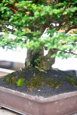 Ayrıntılı olarak Bonsai Ağacı ve kapatın