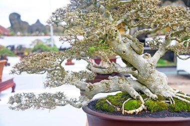 Ayrıntılı olarak Bonsai Ağacı ve kapatın