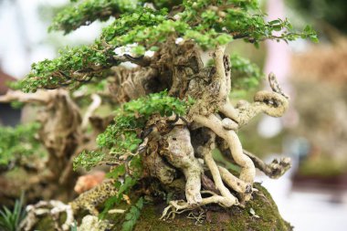 Ayrıntılı olarak Bonsai Ağacı ve kapatın