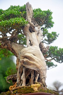 Ayrıntılı olarak Bonsai Ağacı ve kapatın