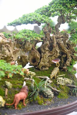 Ayrıntılı olarak Bonsai Ağacı ve kapatın